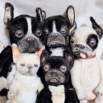 希少な渡辺利絵さん　フレブルのぬいぐるみ 希少な渡辺利絵さん フレブルのぬいぐるみ - メルカリ