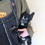 13_ブラックチワワ – 渡辺利絵ドール作品 HOME